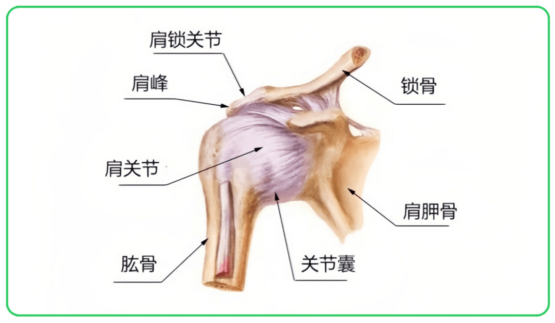 肩部构造图图片