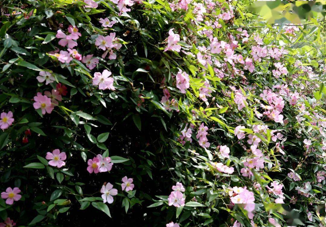茫荡山有一片罕见大规模银粉蔷薇花簇_行动_清山_自然保护区