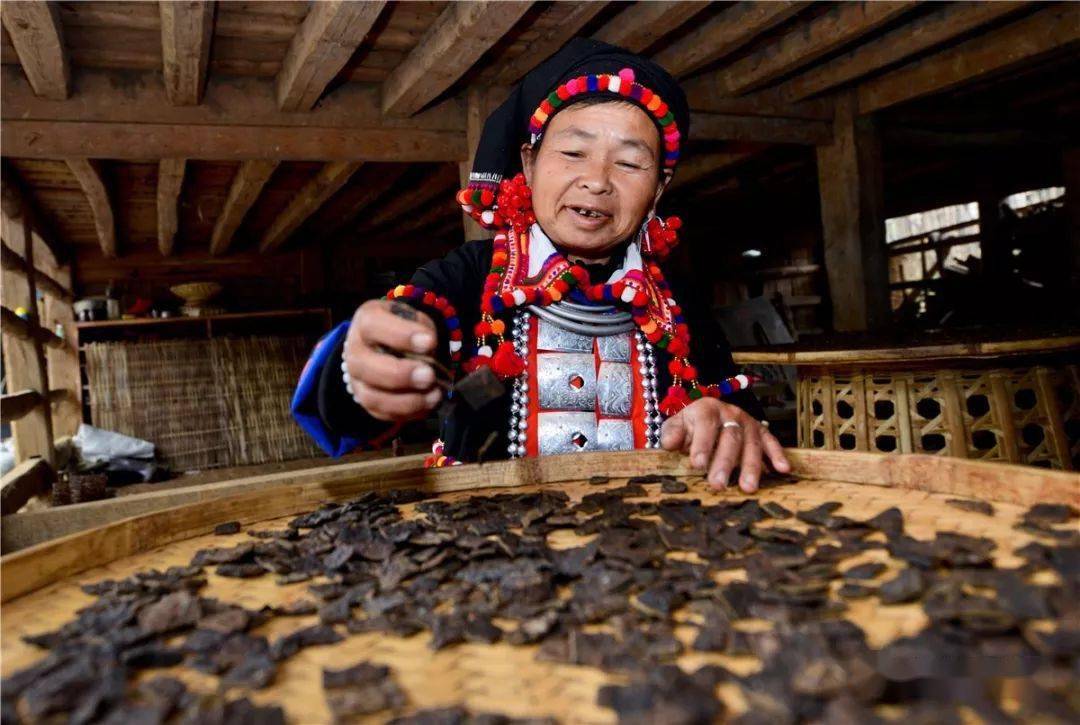 国际茶日 | 今天,来云南喝一杯……_茶叶_茶树_全国