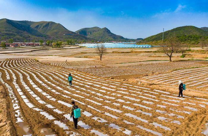 近日,左权县芹泉镇上庄村,羊角乡泊里村的农民对田地里的种子进行人工