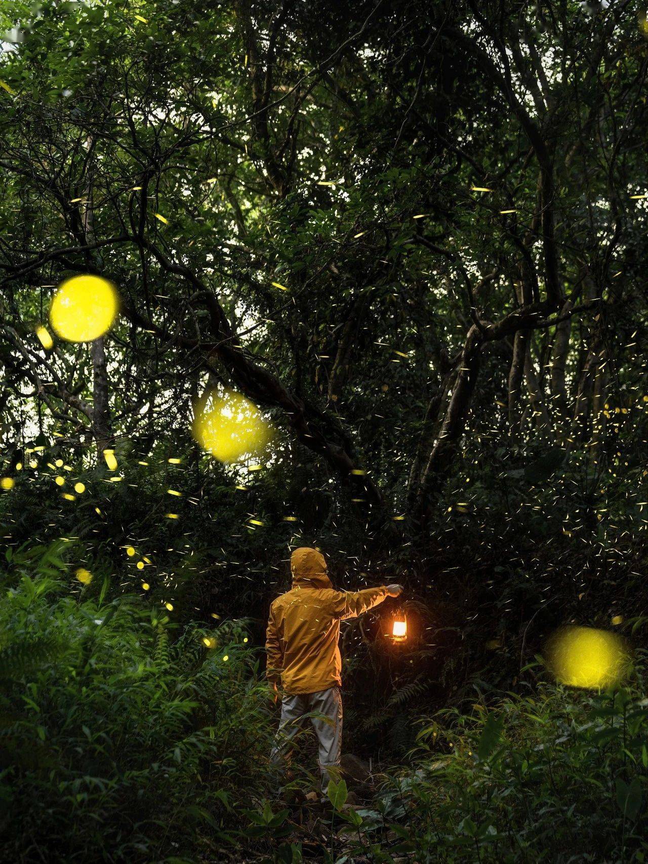 东莞③个萤火虫观赏地,附攻略指南!_公园_阿莞_指数