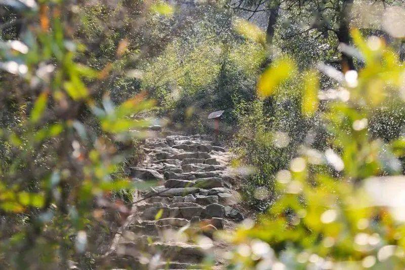 国家健身步道栲栳山古道慈溪上林湖南首,有一座奇山,海拔424米,山上