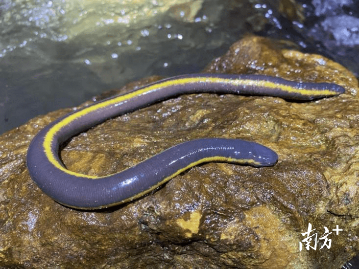【偶遇地点】版纳鱼螈生活在海拔100～900米植物茂密而潮湿的热带亚