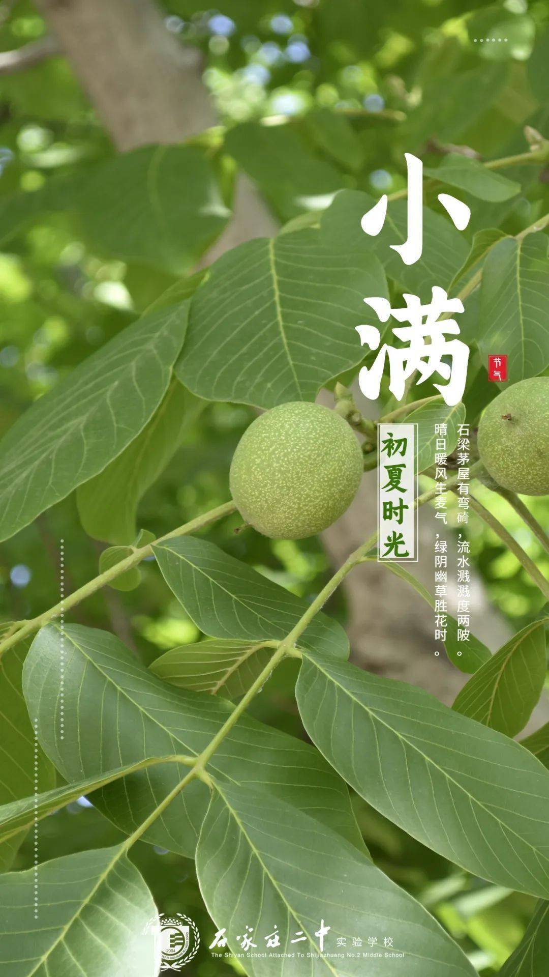 在古人诗词中品小满,祥和,安然.暖阳,绿意,还有空气中似有若无的清香.