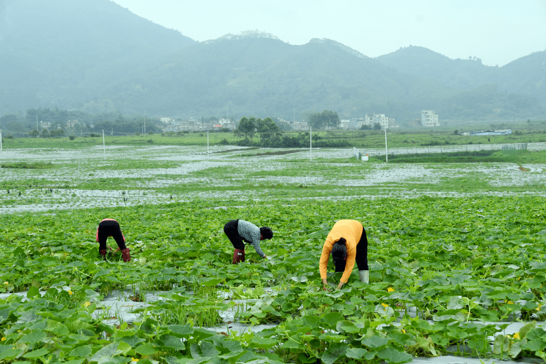 【百县千镇万村高质量发展工程】怀集马宁镇:扎实推动产业融合发展