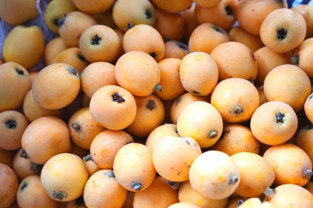 安居这里五星大枇杷"抢鲜"上市,鲜美多汁,位置就在→_产业_种植_水果