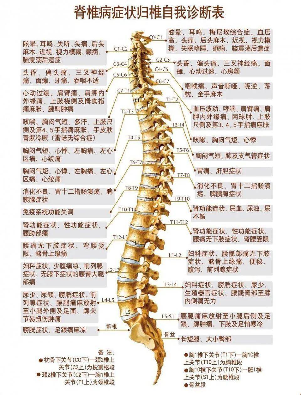 人体脊椎疾病对照表图片