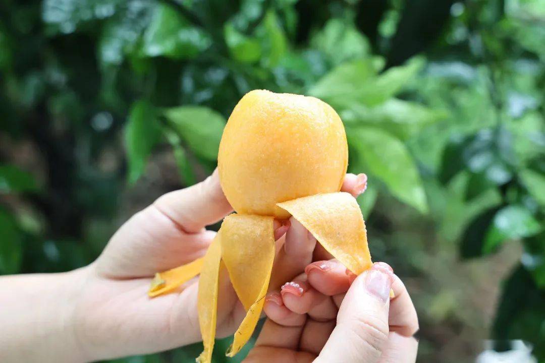 安居这里五星大枇杷"抢鲜"上市,鲜美多汁,位置就在→_产业_种植_水果