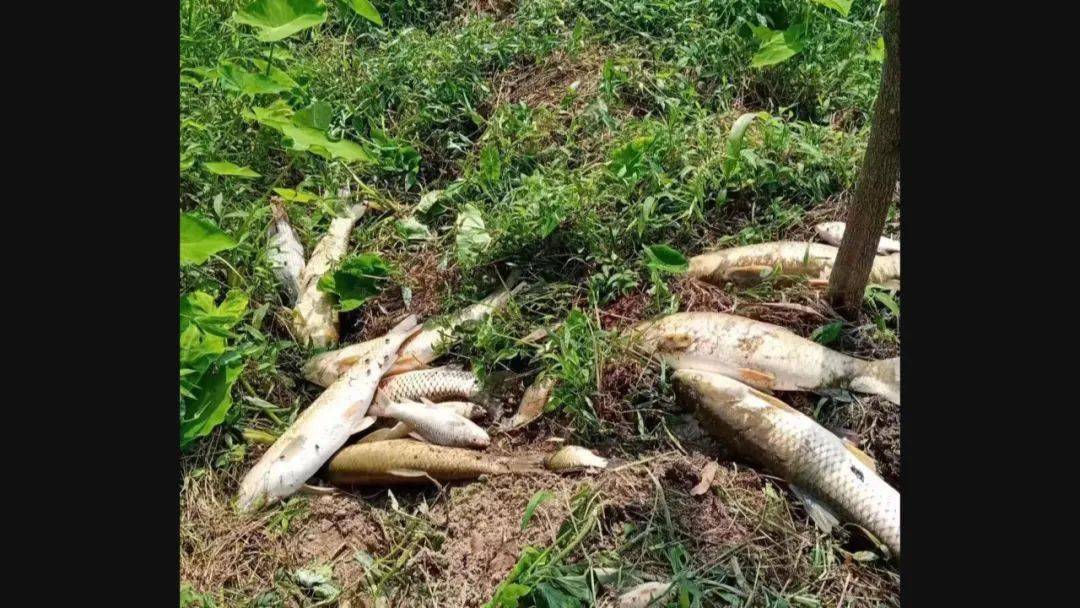 离奇!丰顺这里的鱼塘出现死鱼