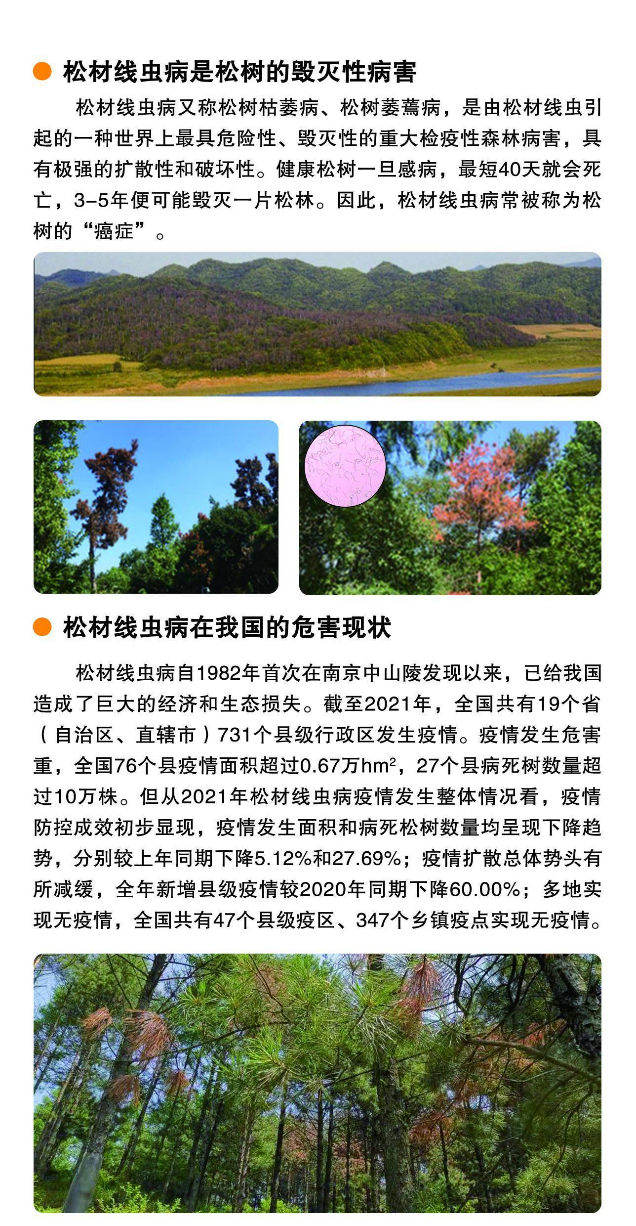 "5.25"林业植物检疫检查宣传 |03松材线虫病疫情知识