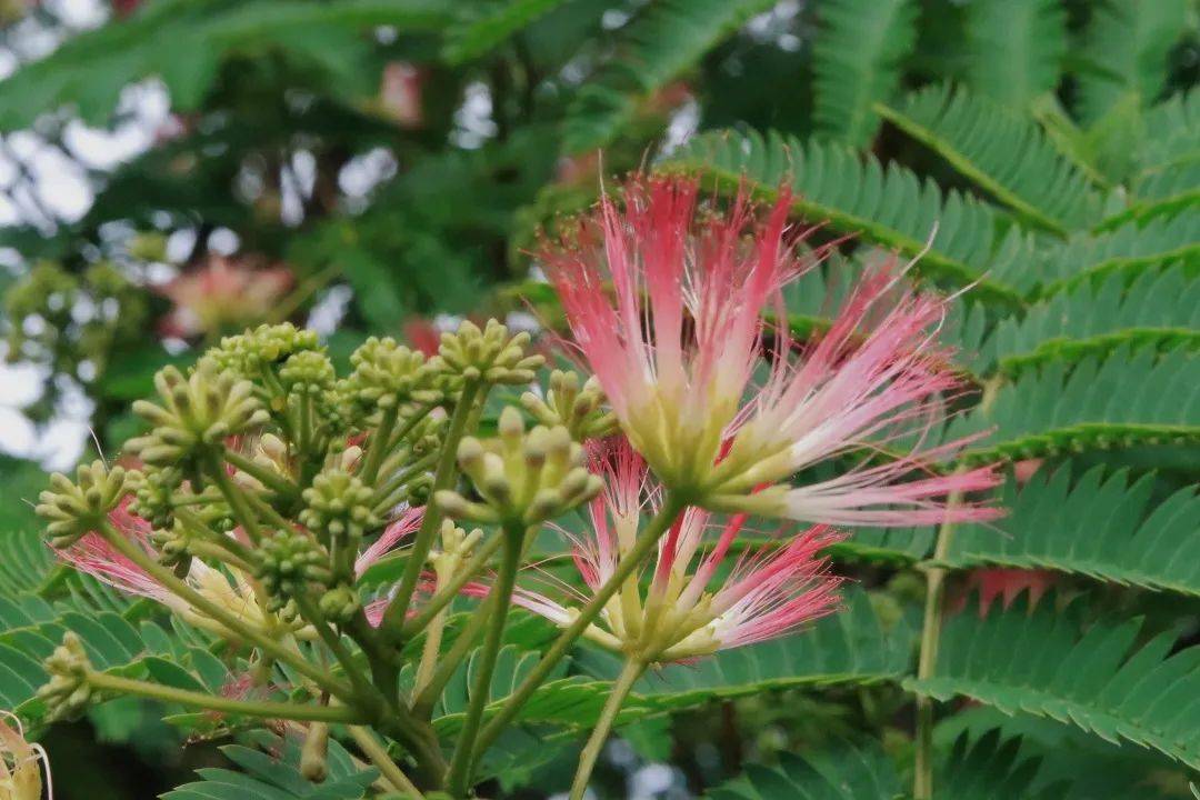 每一棵树每一株草每一朵花每一粒种子形态各异却共同构建成了生生不息