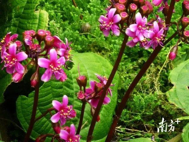 樂東擬單性木蘭.毛萼山珊瑚.桫欏.心葉異藥花.信宜杜鵑.信宜杜鵑開花.