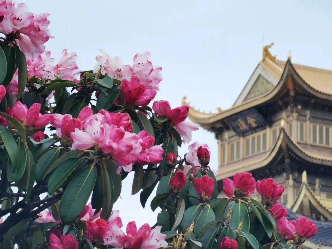 金顶杜鹃全面盛开,绝美盛花期进入倒计时!_峨眉山_花海_佛国