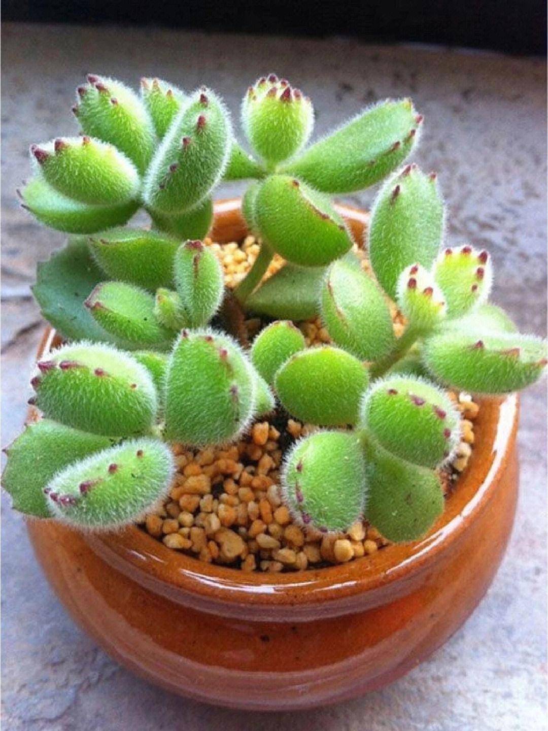 养好熊童子,就3招,越来越胖,分枝多颜色美,还长成了养眼老桩_叶子