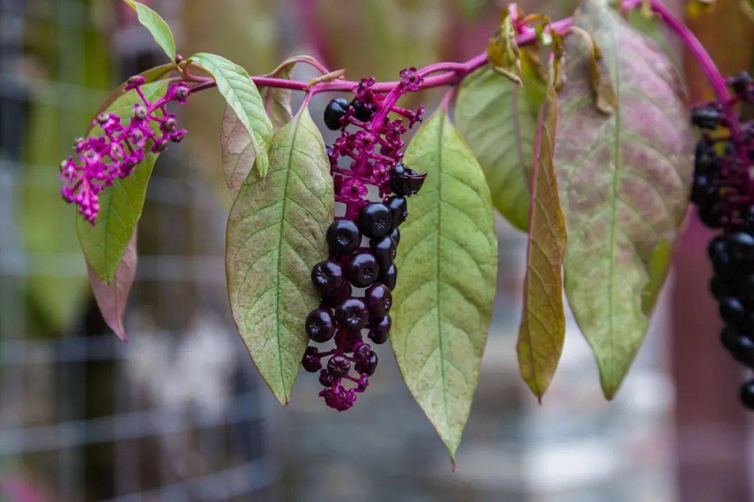 "美洲商陆"是什么?长什么样?