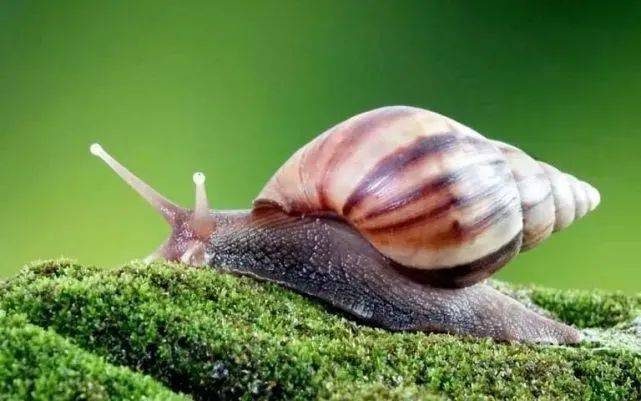 防范外来物种入侵丨萌宠界的害虫-非洲大蜗牛_环境_传播_生活