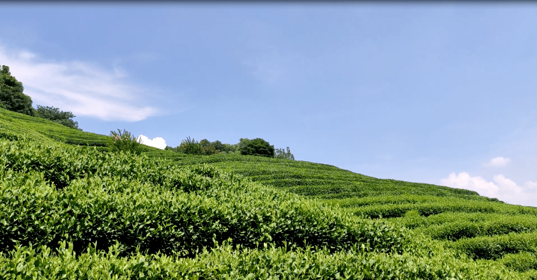 讲堂报名 | 西湖龙井茶园管理,跟着大师一起学习吧!_杭州_风景_名胜区