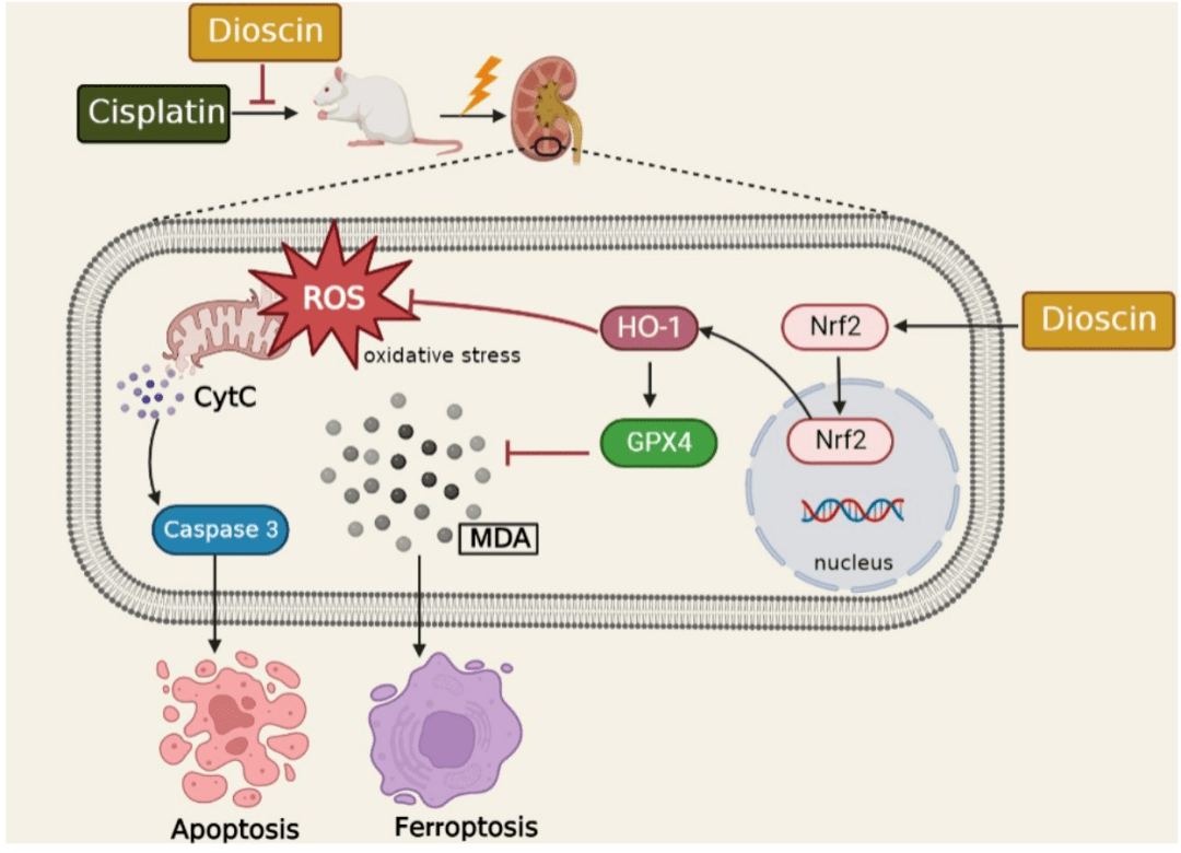 6:薯蓣皂苷激活nrf2/ho-1信号减少铁死亡和细胞