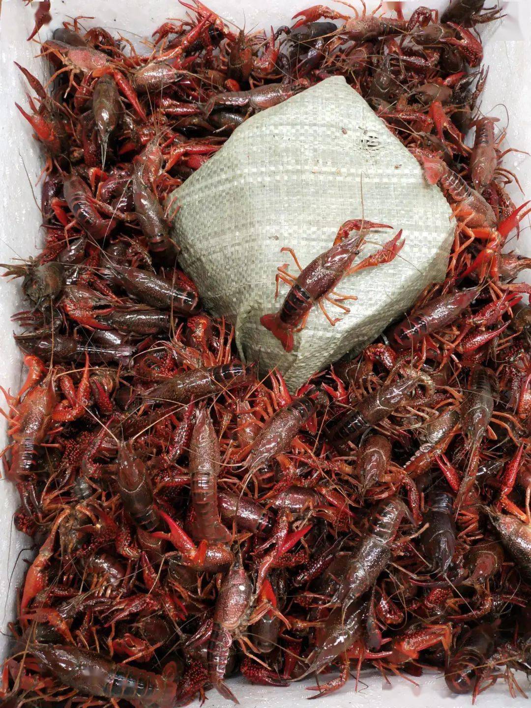 吃小龙虾了吗？广州小龙虾的市场情况如何？你那里多少钱一斤呢？