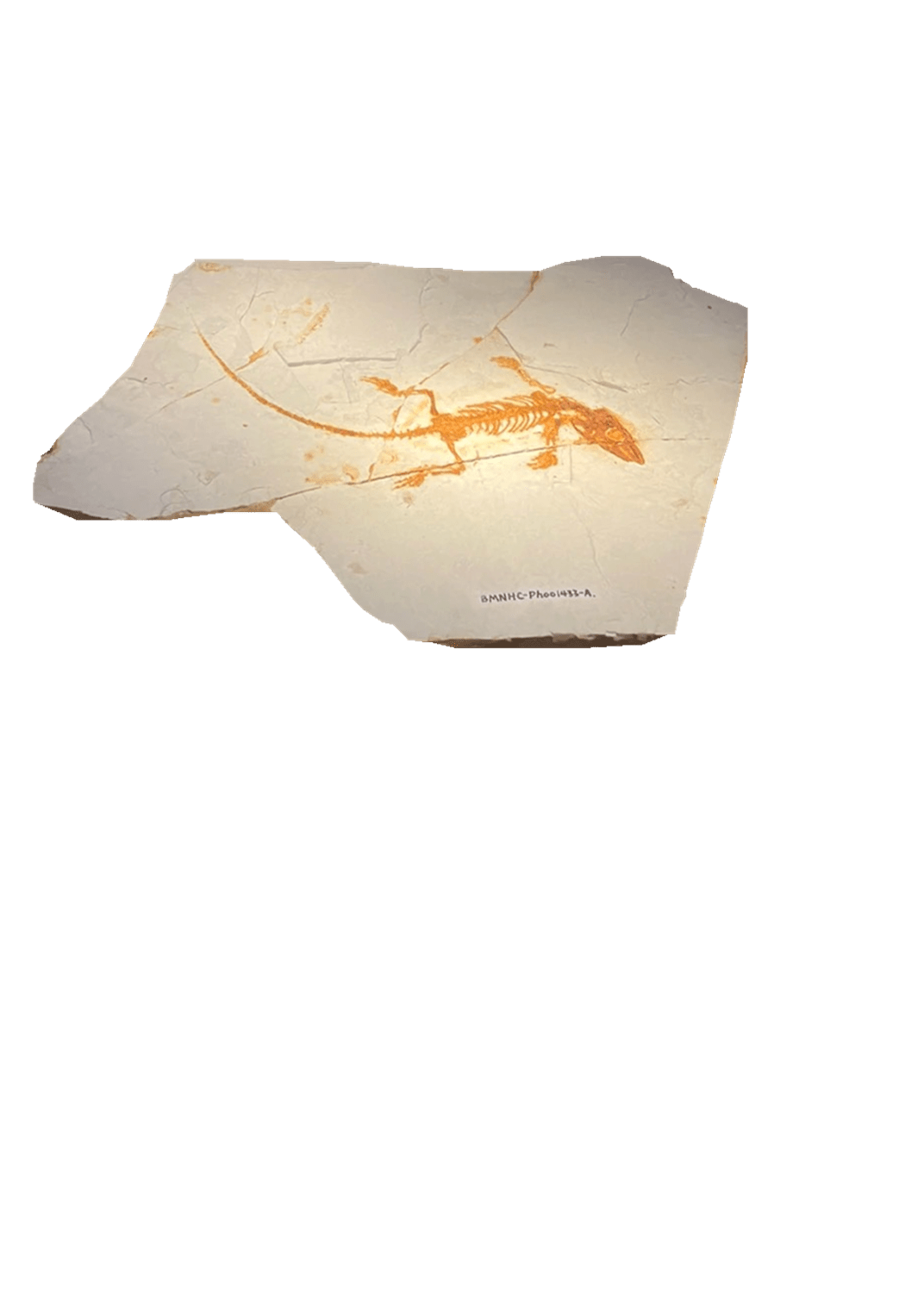 潜龙化石图片及价格图片