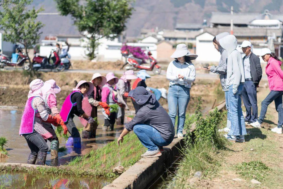 洱源县右所镇:22000亩绿色水稻移栽工作全面展开_种植_进行_村民