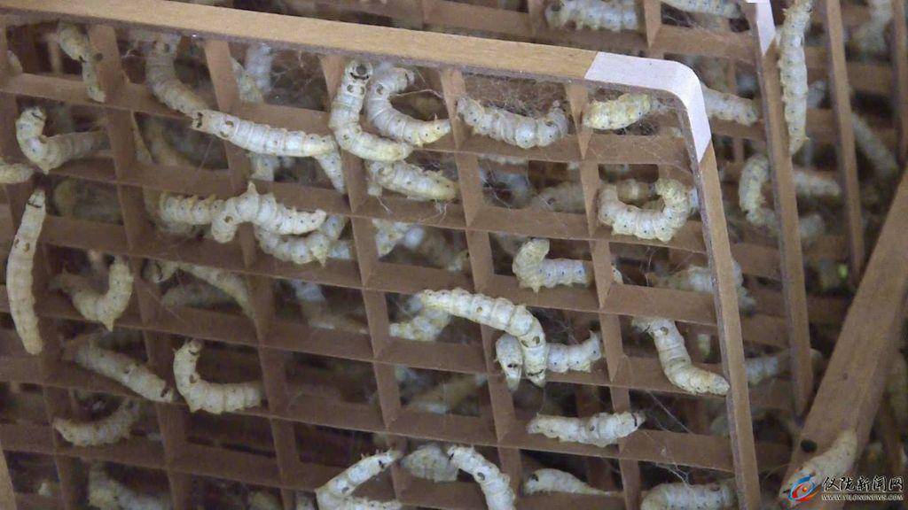 首批早春蚕上簇结茧,丰收在望!_方格_廖菊英_工作