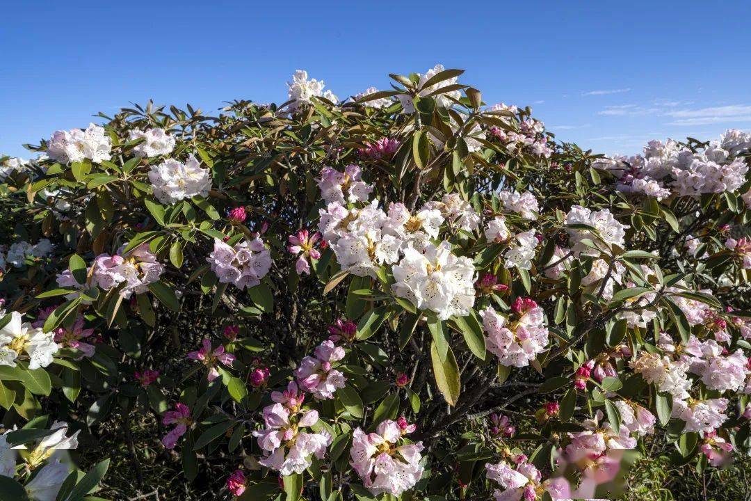 峨眉山月南花海简介图片