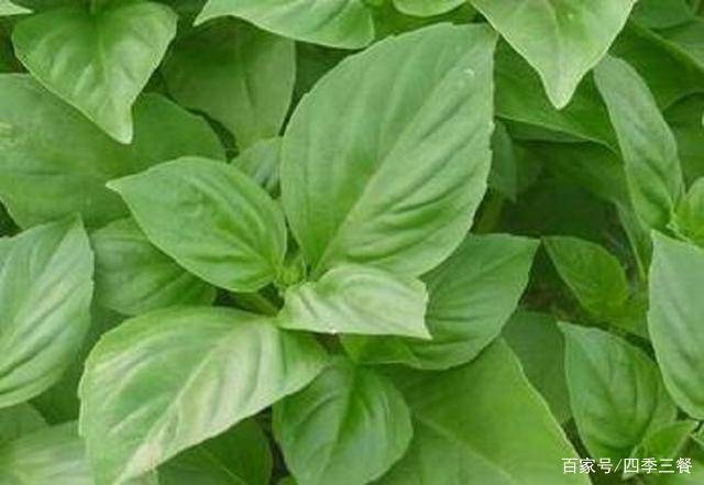 荆芥在香菜中是非常稀少的一种植物，河南和安徽能够见到，但是就算在河