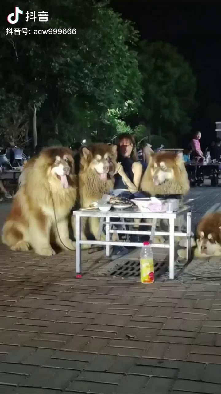 阿拉斯加犬打架实力图片