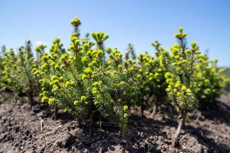 生态经济助力"中国林都"转型发展_伊春_红松_集团