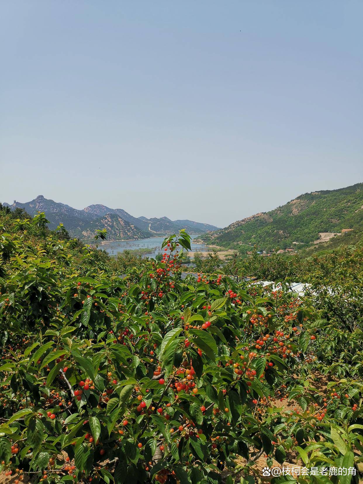 又到了青岛北宅樱桃节吃樱桃的时候_崂山_山林_樱花