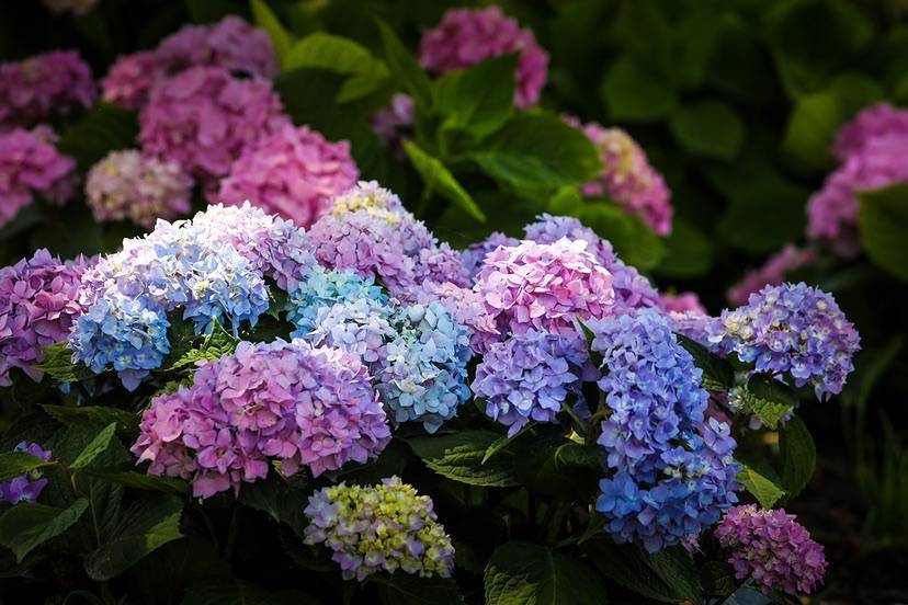 初夏美景上線 辰山植物園1500平米繡球花園漸入佳境_品種_園區_水杉