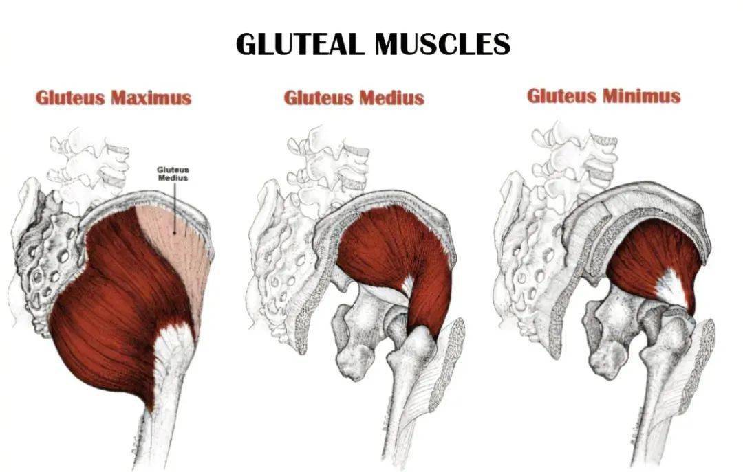 gluteusmedius图片