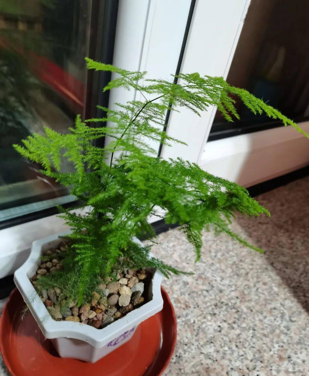 盆栽文竹如何养殖?它有"3怕",避开了不用担心黄叶,养在家里文气十足!