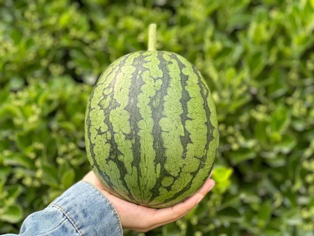 顺义这地500万公斤西瓜陆续上市!又脆又甜还多汁_北务镇_种植_品种