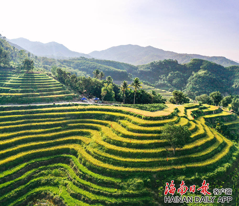 五指山牙胡梯田介绍图片