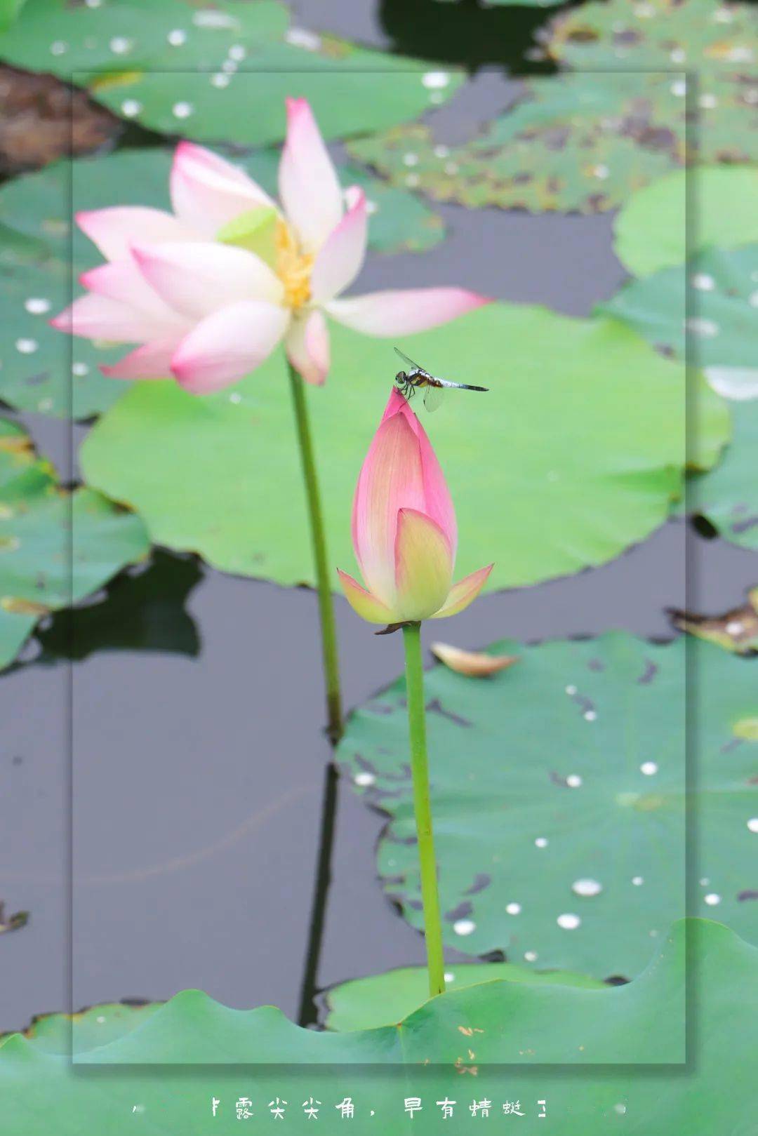 順峰山公園第一波荷花已露出