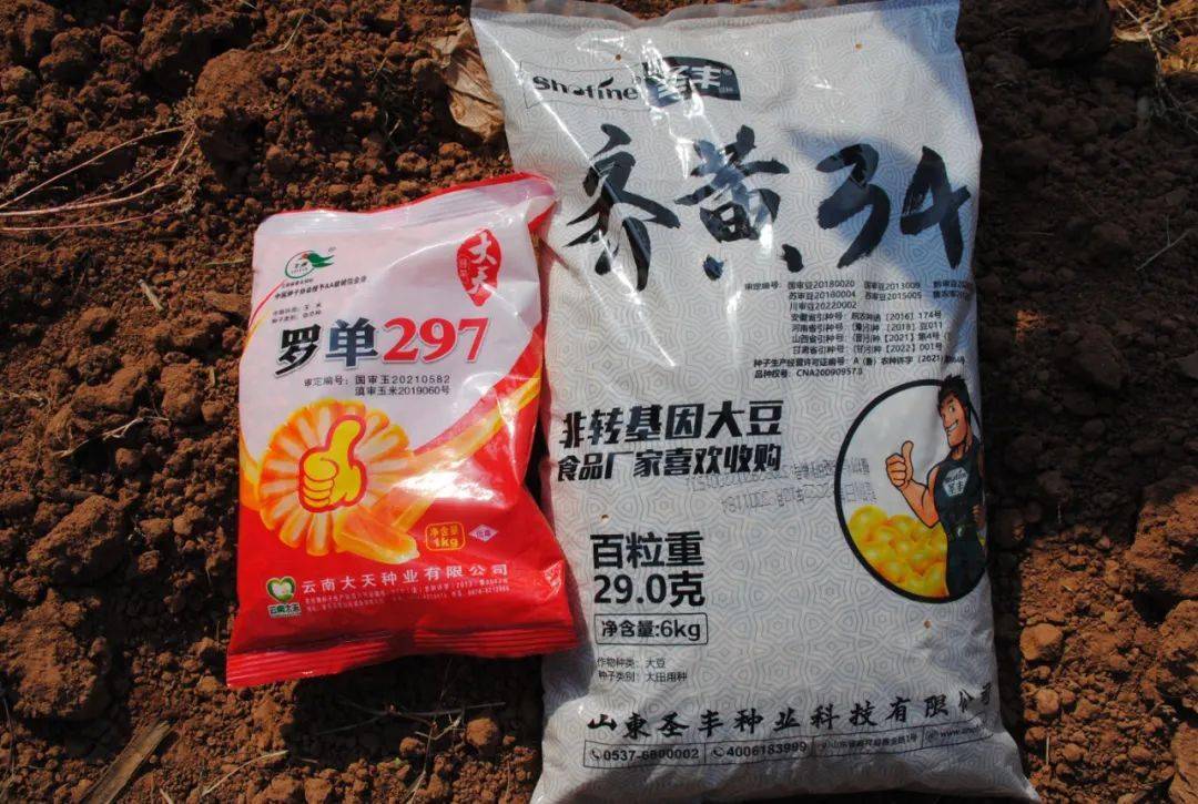 截至目前,全县共落实推广大豆玉米带状复合种植技术示范面积2500亩