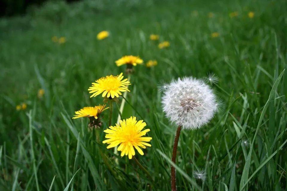 春天遇见你@于光明春天遇见你---蒲公英一片片叶子像锯齿经过一个冬天