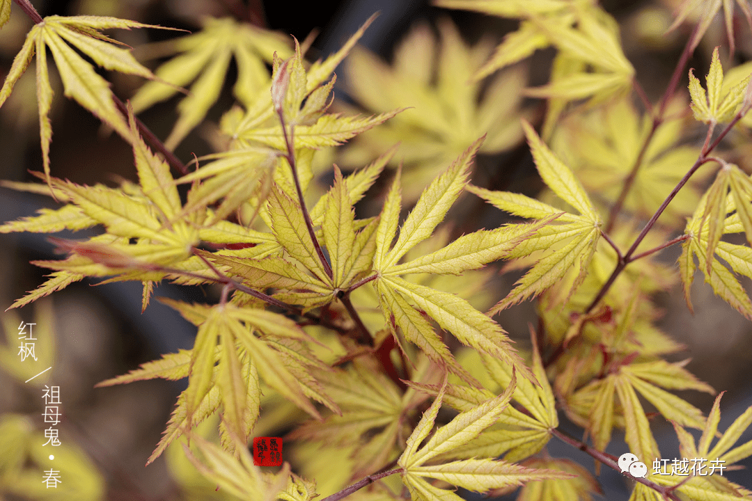 35種楓樹賞色指南!葉比花美,越看越上頭～_橙黃色_紅色_秋葉