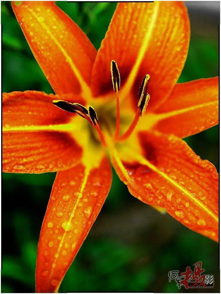 细雨蒙蒙 萱草色浓_空气_花朵_摄影
