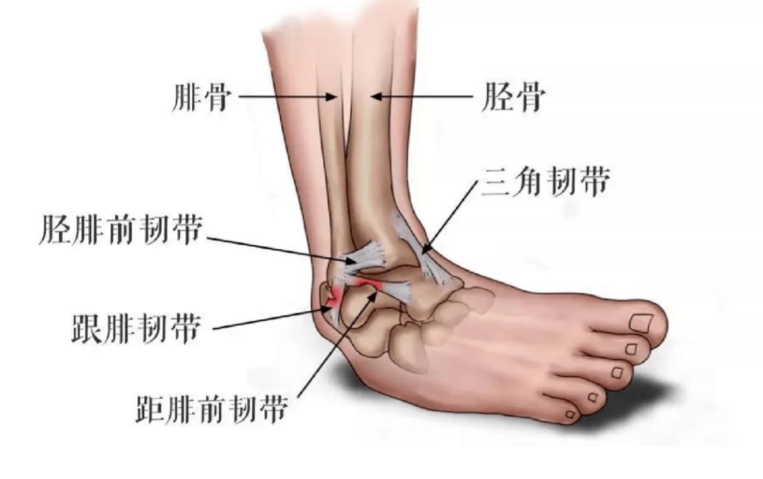 足韧带位置示意图图片