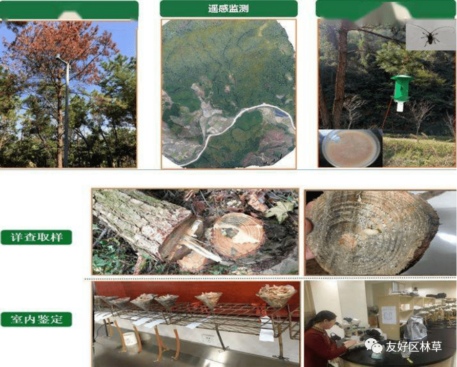 【林草科普】松材线虫病防控知识_松树_防治_传播