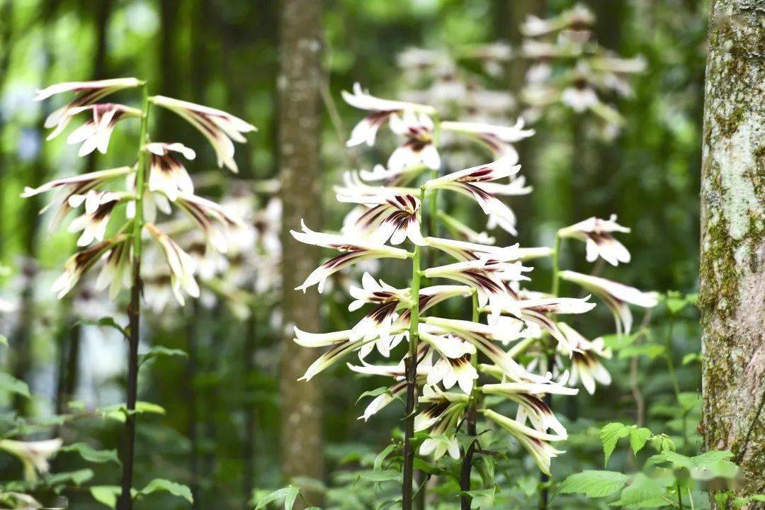 崇州山谷里,大片野百合浪漫绽放_琉璃_森林_山林