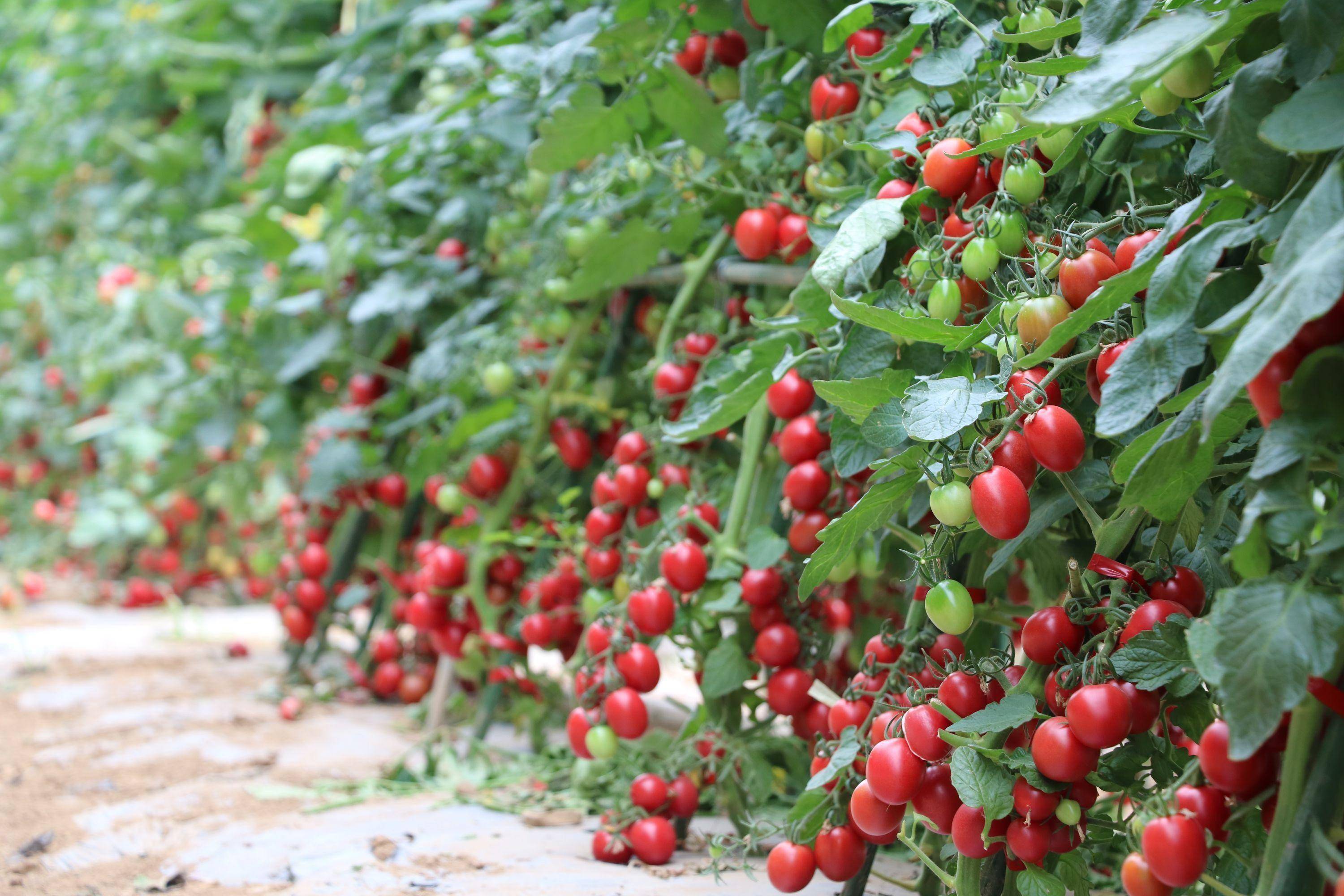 在武汉市农科院北部园区,120亩地展区域上,2000多个蔬菜,玉米等大田农