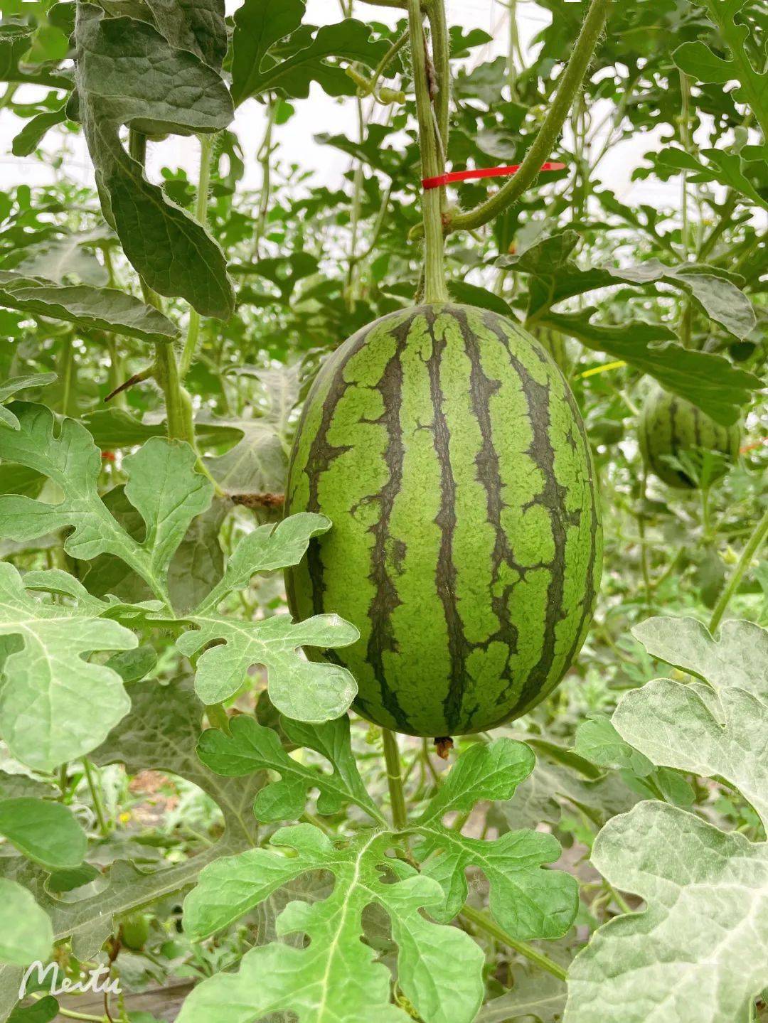 北京市大兴区庞各庄镇南里渠18瓜农:艺霖西瓜采摘园品种:l600特点