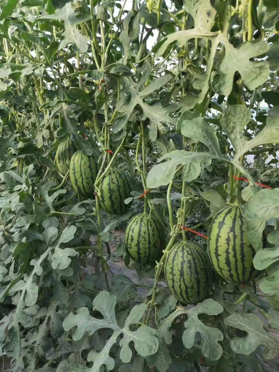 特点:瓜香四溢,田园风光,小吊瓜日照均匀甜度高,口感脆甜品种:l600