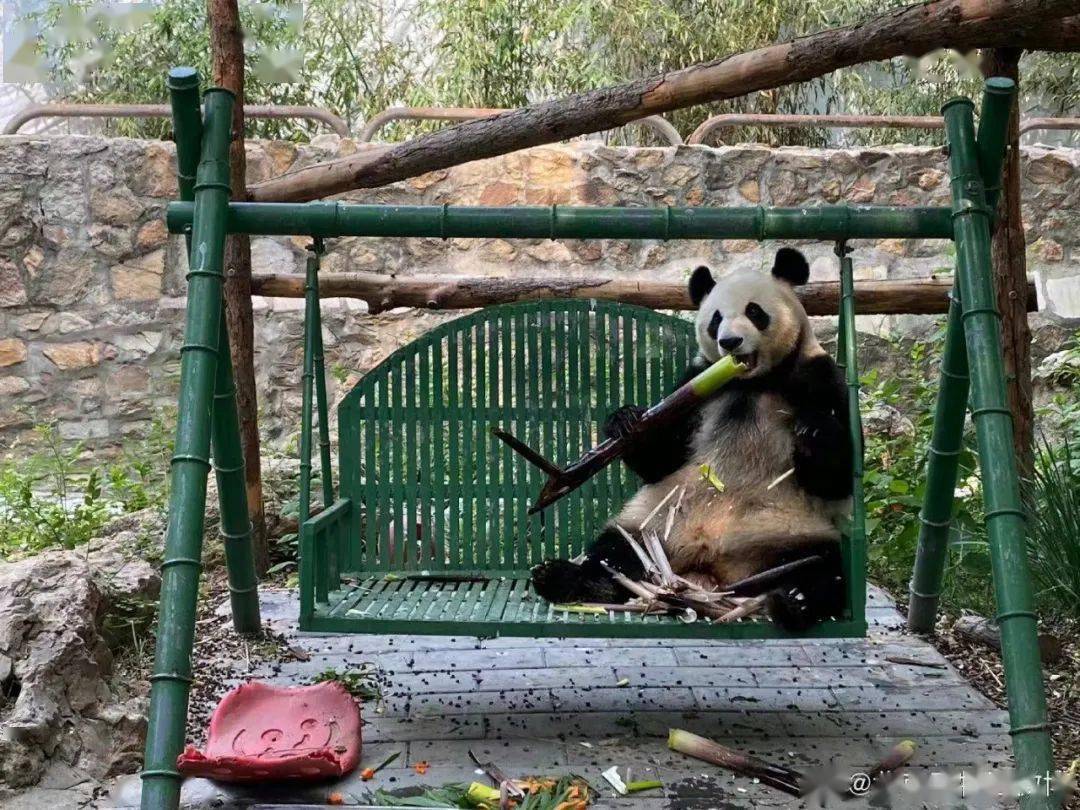 點點過生日的照片和視頻但北京動物園每年會發布雖然平時不展出點點是