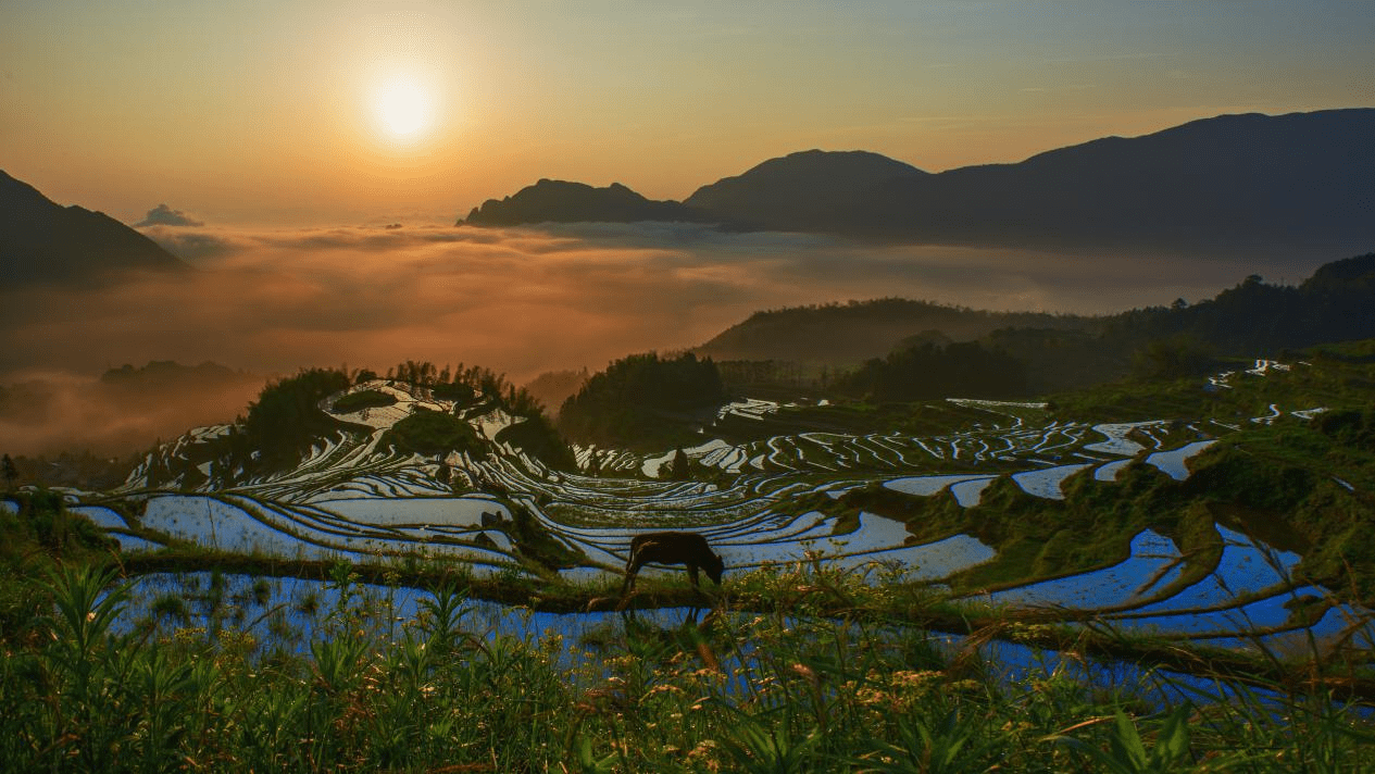 "中国最美梯田"与您相约六月,浙江云和梯田开犁节探索乡土味与国际范