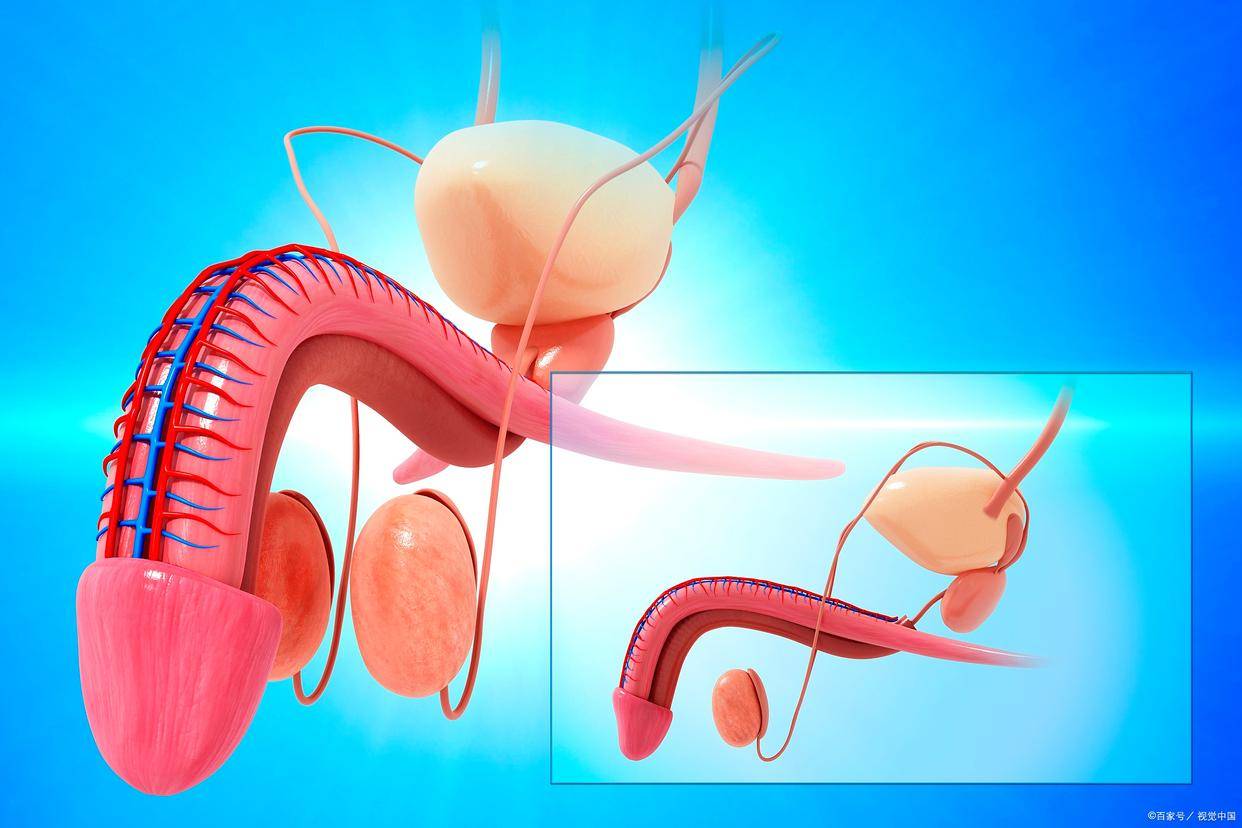 随着年龄的增长,男性的生殖系统会经历一系列生理变化.